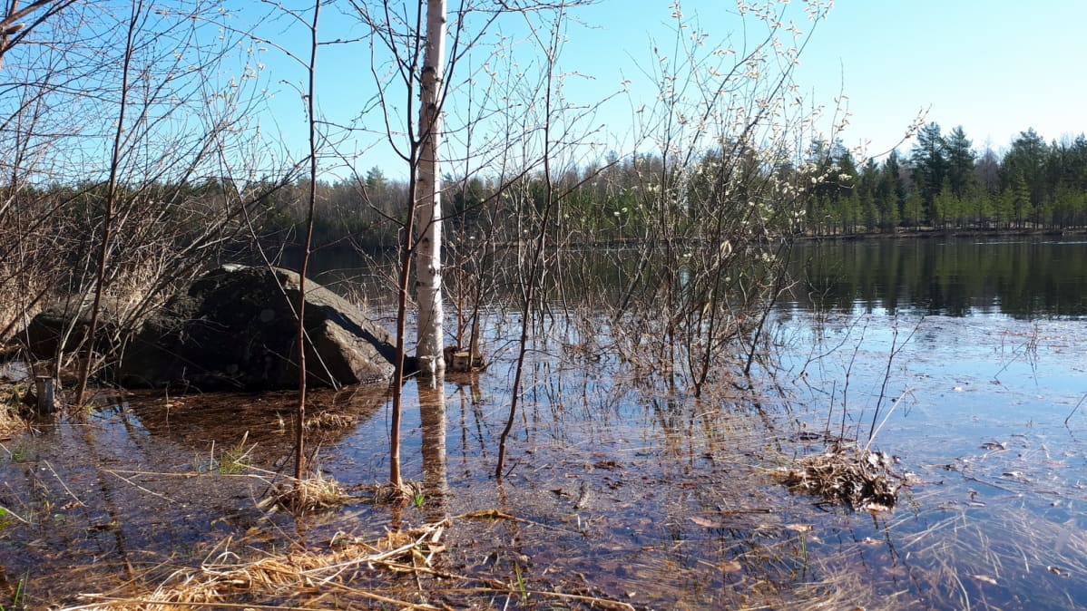Pielisjoki tulvii