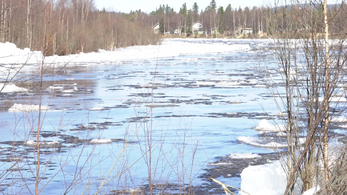 Avviljohka, Ivalojoki