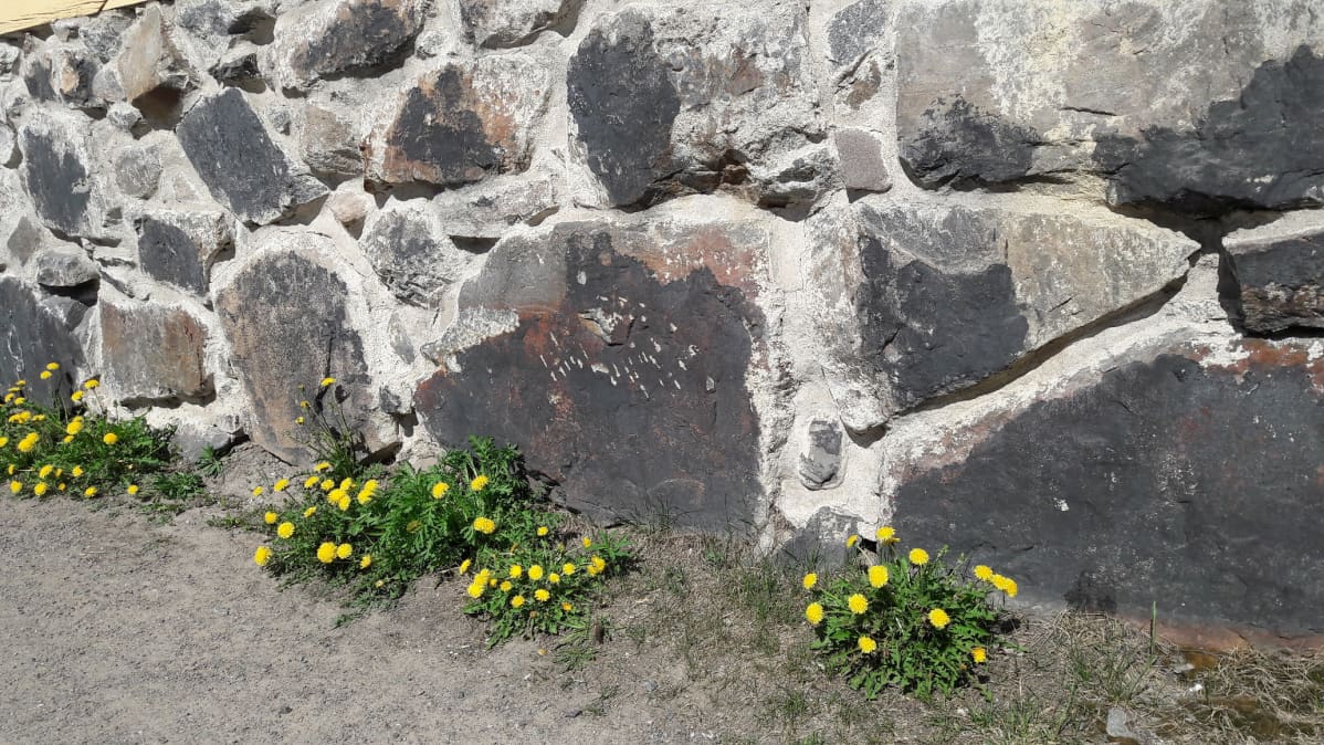 Maanantaina 14.5. 2018 voikukat olivat heränneet Vanhassakaupungissa.