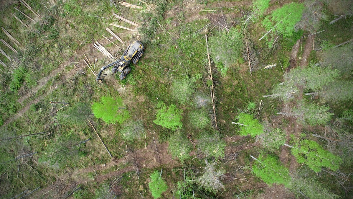 Metsäkone kaataa puita ja raivaa lumikuorman rikkomia puita.