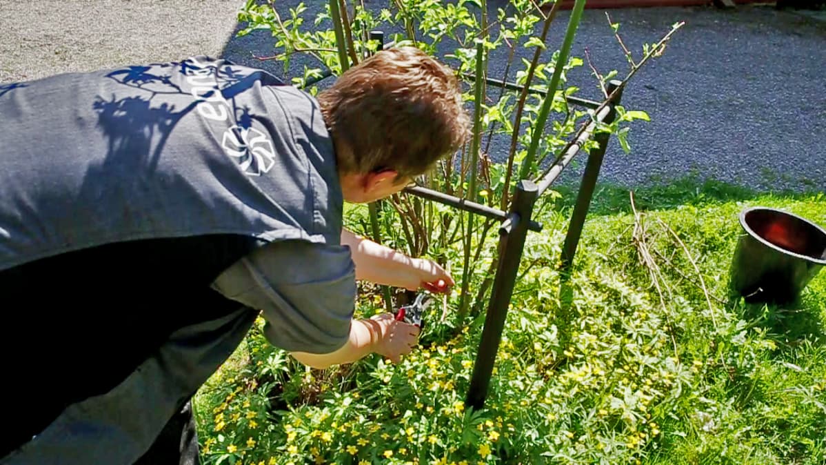 Puutarhuri Sirpa Oksa leikkaa ruusua.