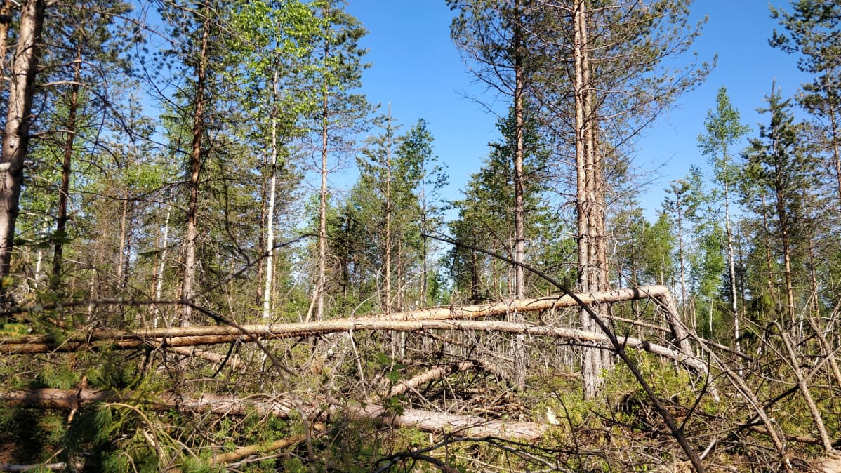 Tykkylumituhoja Kainuussa.