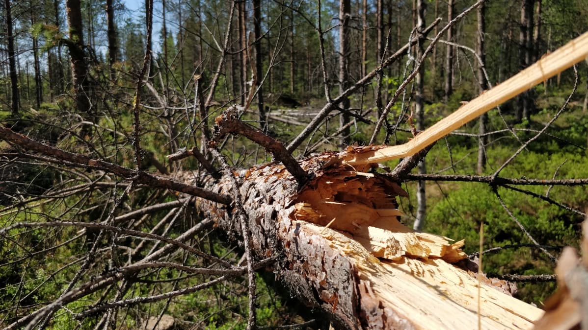 Tykkylumituhoja Kainuussa.