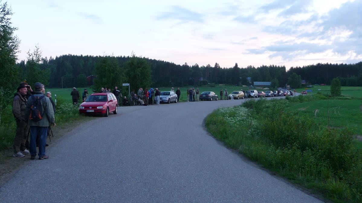 Lintuharrastajia autoineen tien laidassa Hauholla kyläpöllösen houkuttelemina