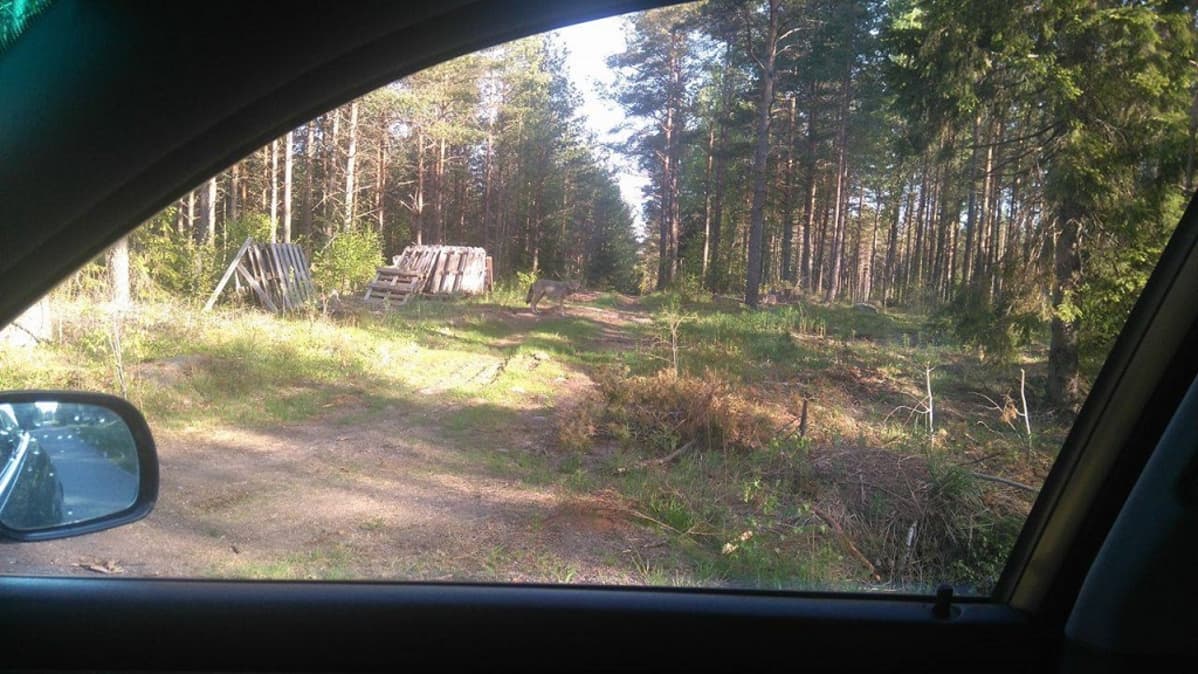 susi autosta kuvattuna