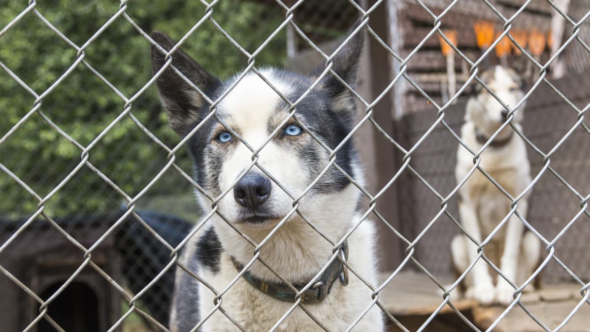 Huskykoiria Vuokatissa.