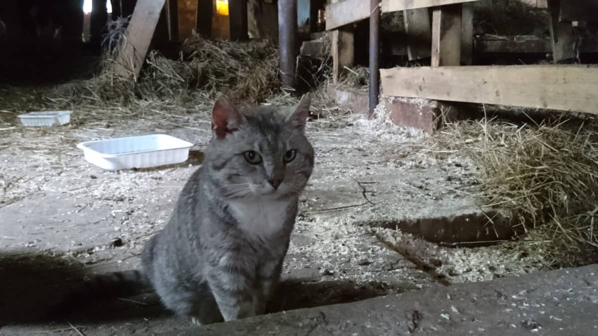 kissa istuu navetan lattialla
