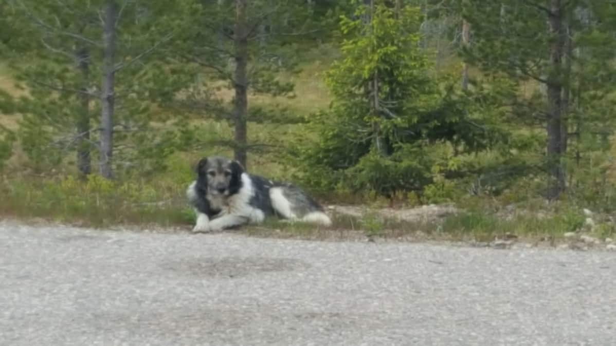 Herra Koira -lempinimen saanut kulkuri on kiltti, mutta arka.