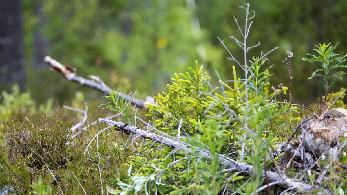 Ristijärvi Saukkovaara Metsä 2