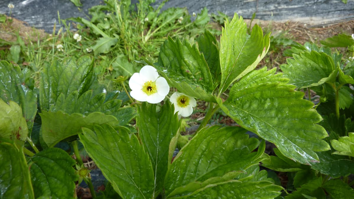 Mansikankukkia.