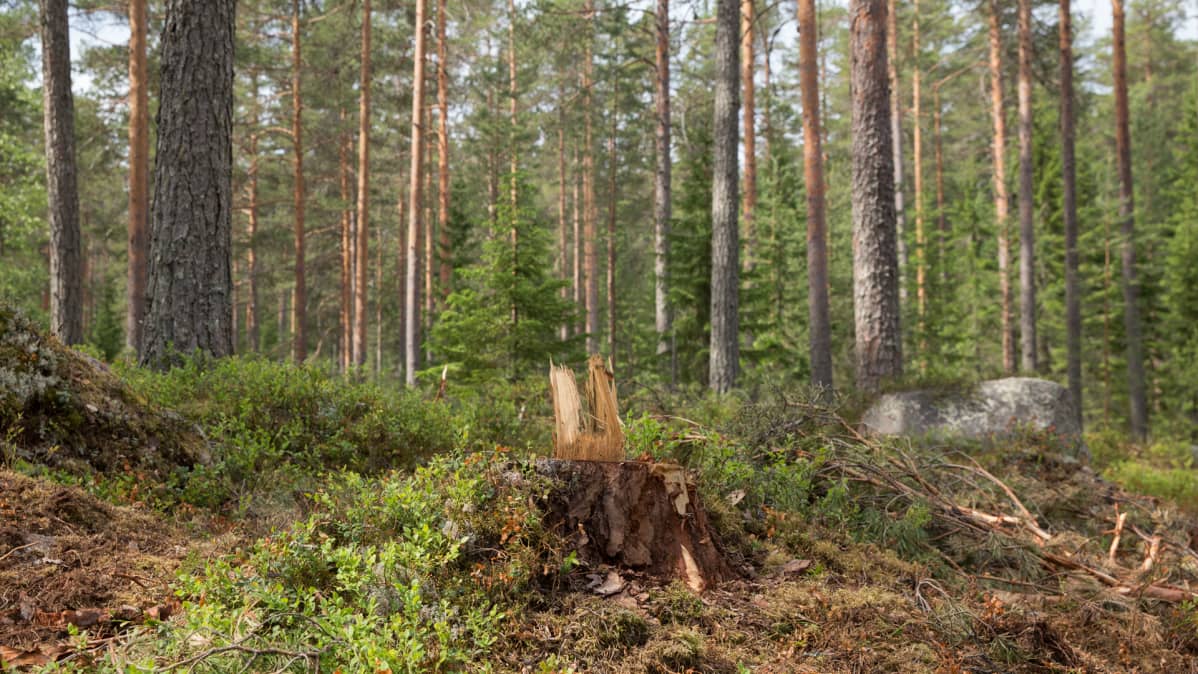 Jatkuvan kasvatuksen metsä