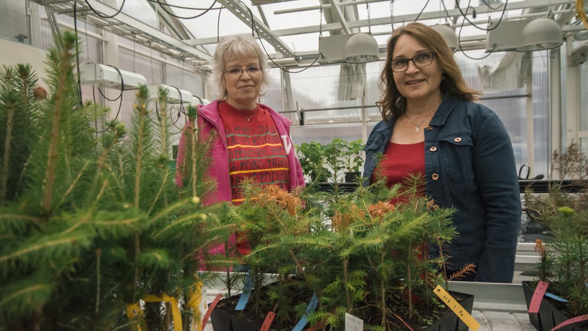 Metsäpatologit Marja Pateri ja Anne Uimari Suonenjoen luonnonvarakeskuksen laboratoriossa.