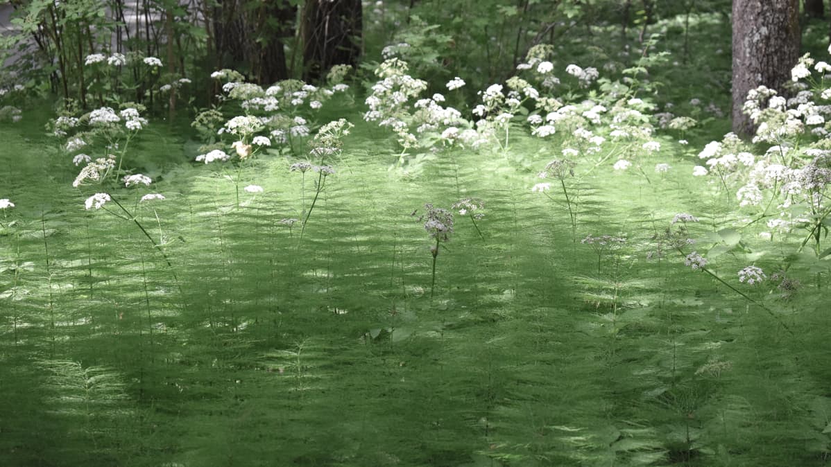 Saniaisia ja kukkia metsässä.