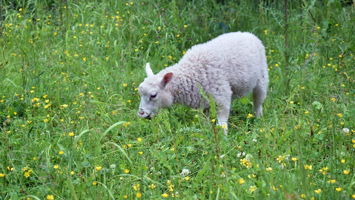 Lammas niityllä.