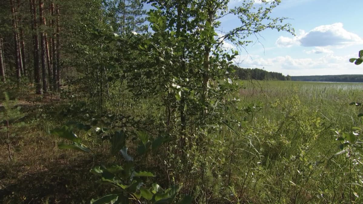 Järviruoko ja paju ovat vallanneet hiekkarannan