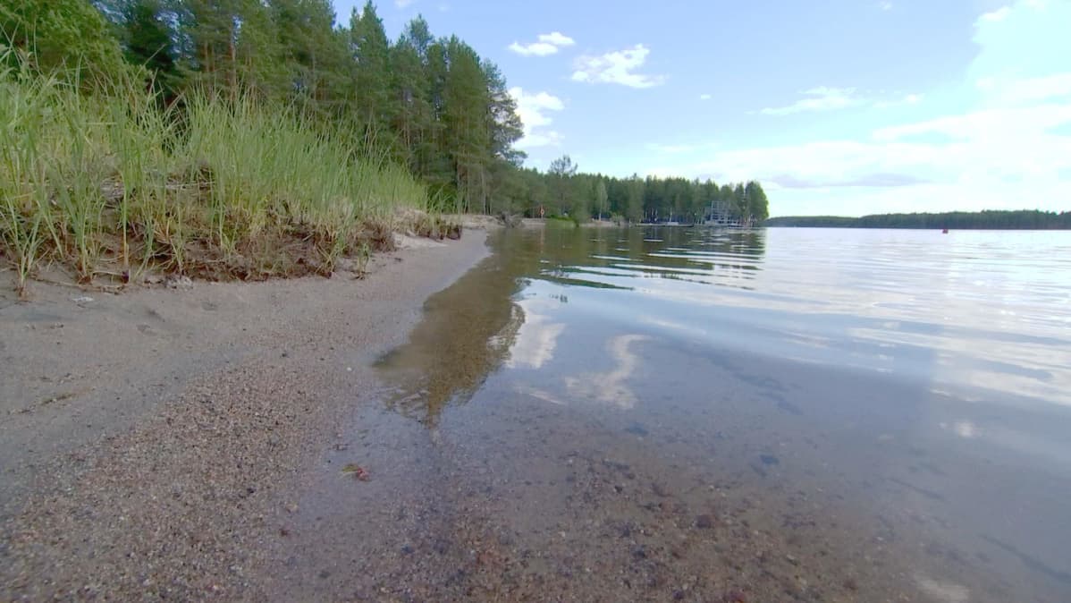 Rannalla kasvaa heinätuppoja