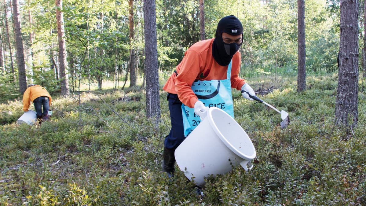 Thai-poimija kerää mustikoita Luumäellä