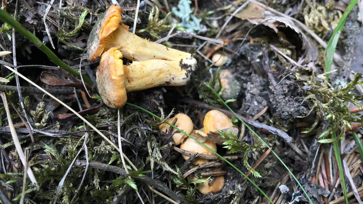 Kuivuudesta kärsineitä ja vähän homeisia kanttarelleja