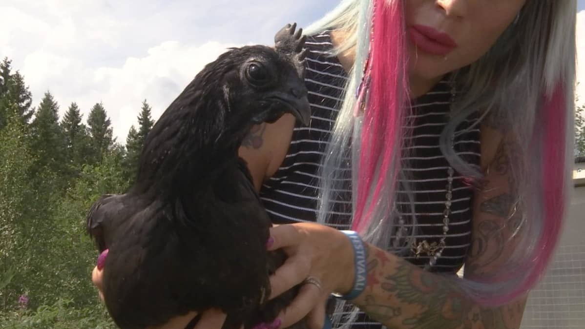 Harvinainen kokomusta kanarotu Ayam Cemani naisen sylissä