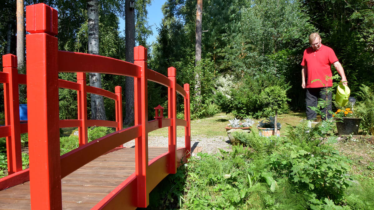 Mies kastelee puutarhan kasveja pienen punaisen sillan vieressä