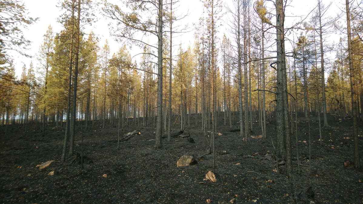 Metsäpalon jälkiä Keski-Ruotsissa.