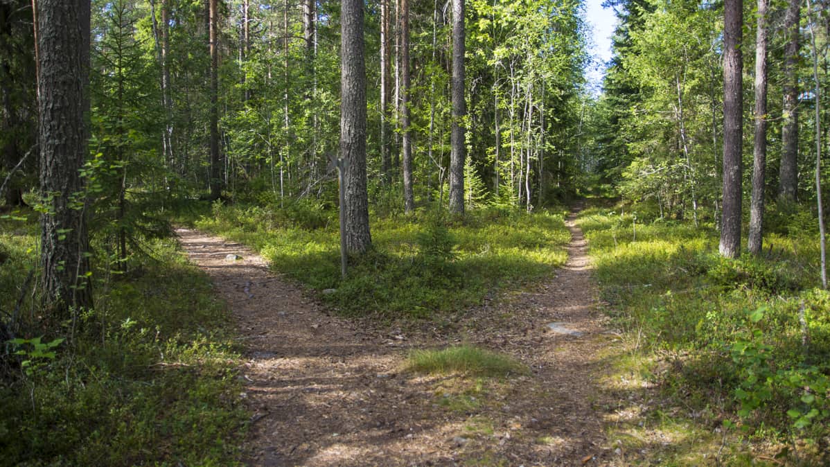 Polku, joka haarautua kahteen suuntaan.