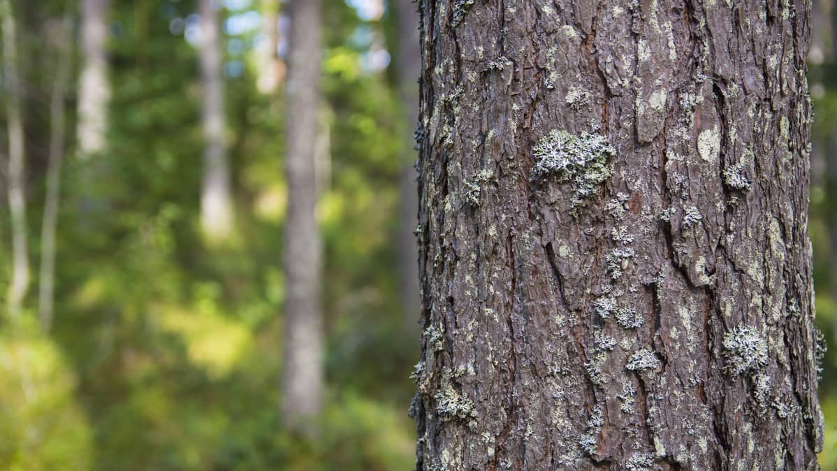 Mänty puu runko kaarna metsä
