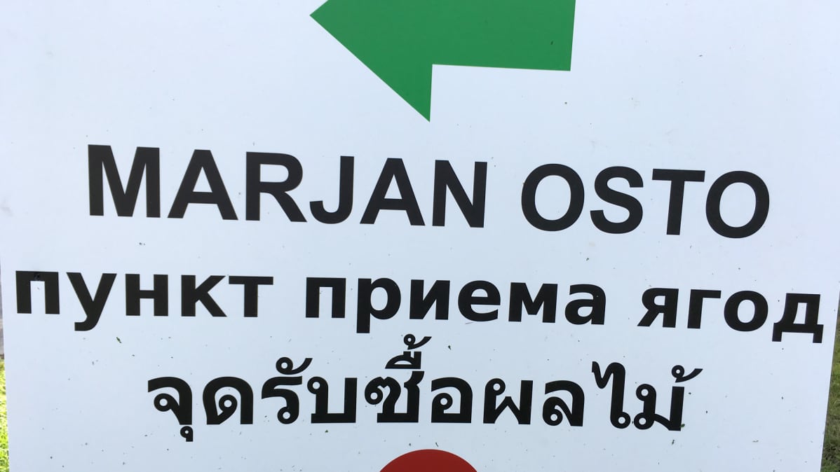 Marjan osto -kyltti