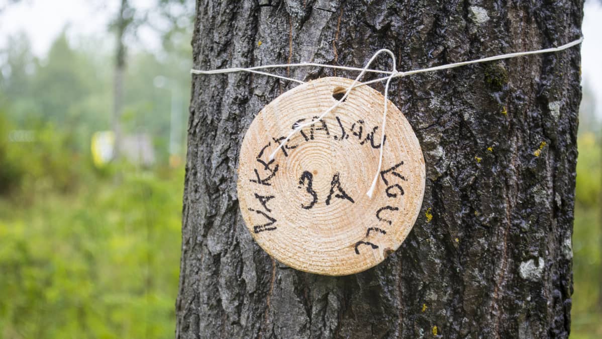 Männyn kyljessä oleva kyltti kertoo sen olevan Nakertajan koulun 3A-luokan oma halipuu.