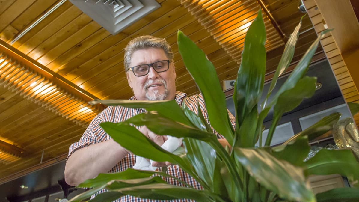 Juha Willman huonekasveja hoitamassa.