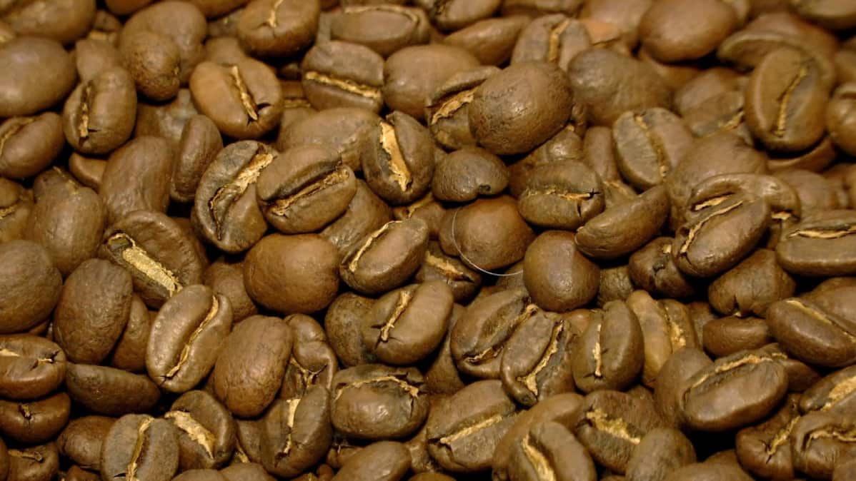 Paahdettuja kahvipapuja lappeenrantalaisen Lehmus ROasteryn muoviämpäsissä.