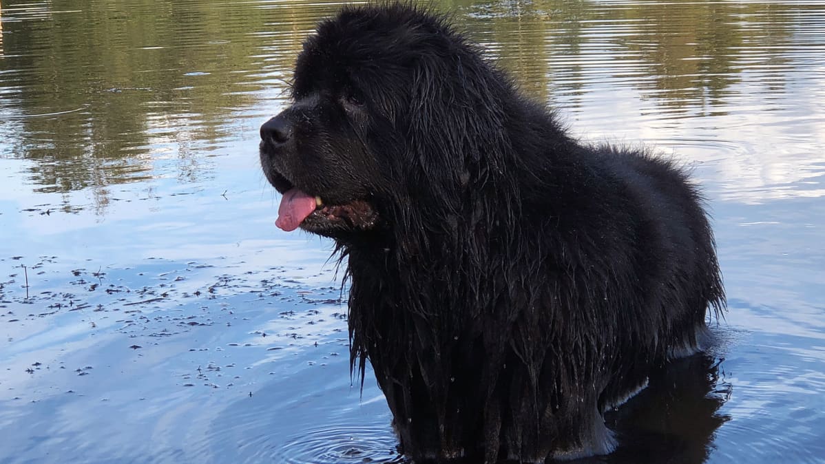 Kuvassa newfoundlandinkoira