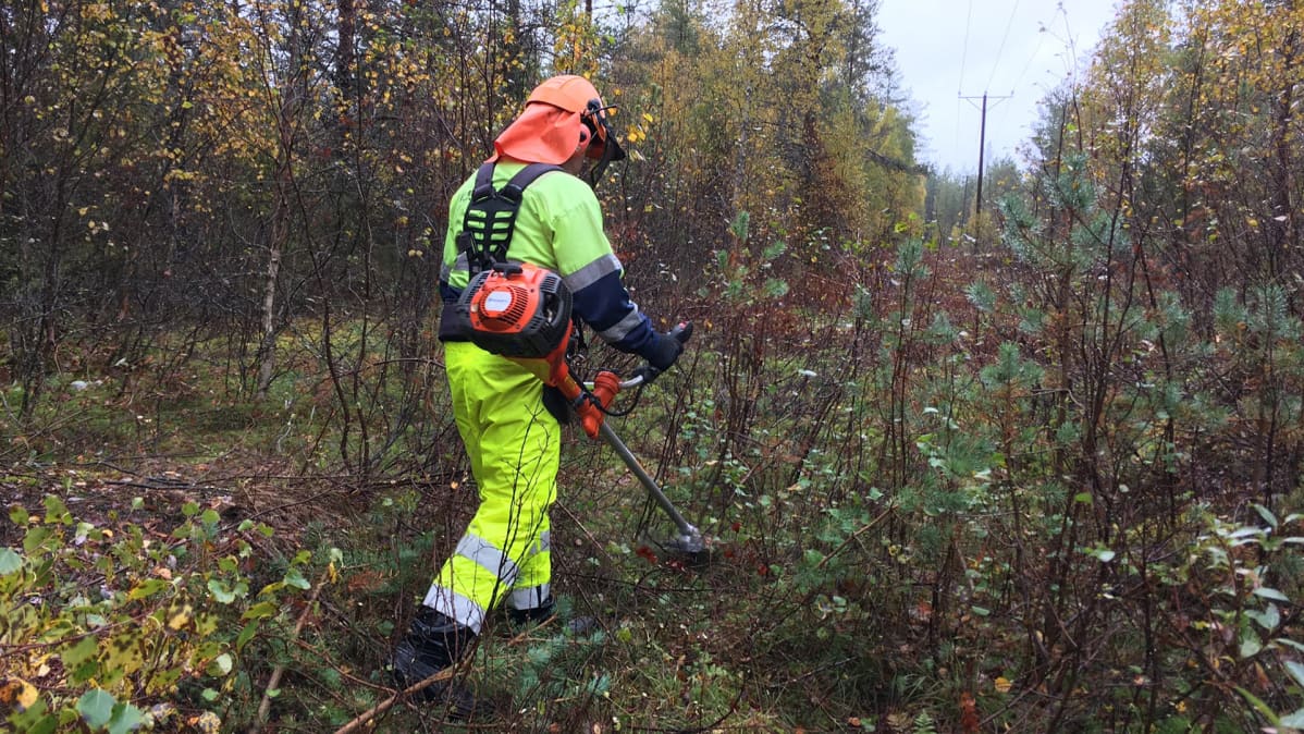 Metsuri raivaa puita sähkölinjojen läheisyydestä.