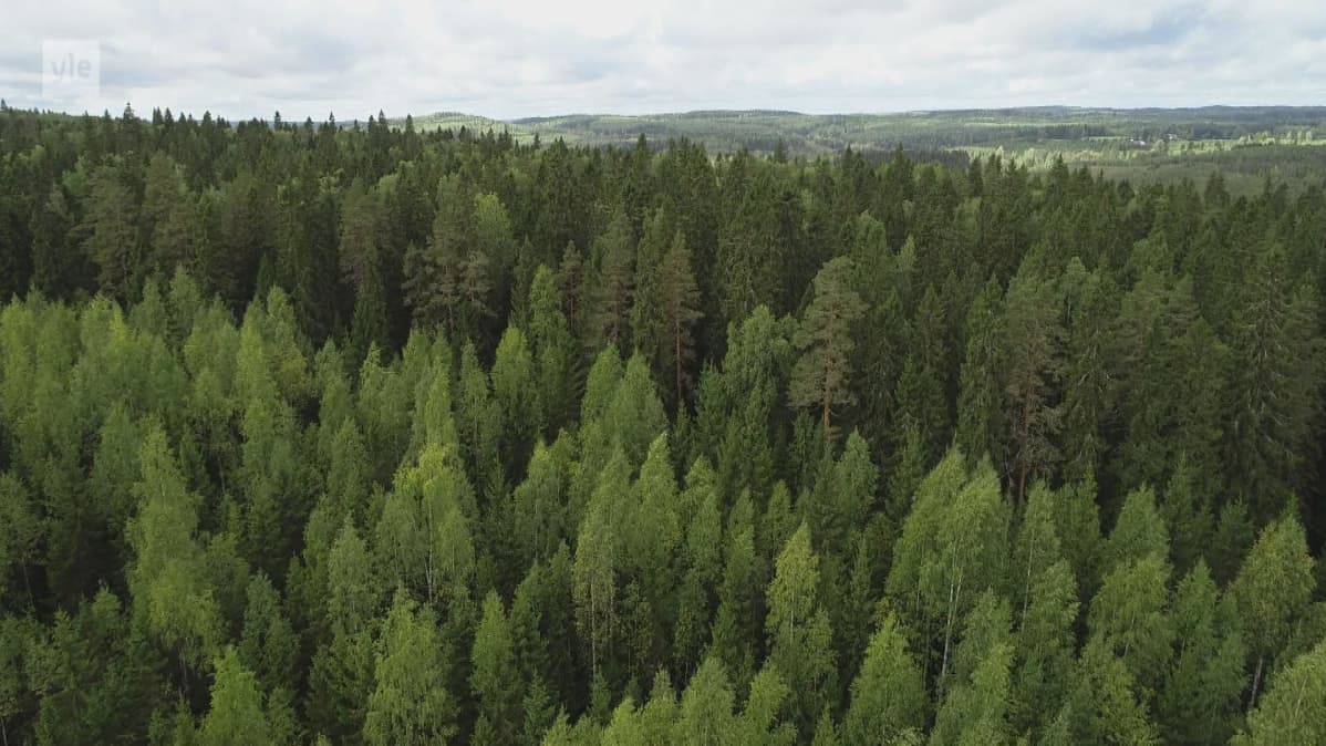 Vanhaa metsää Muuramessa.