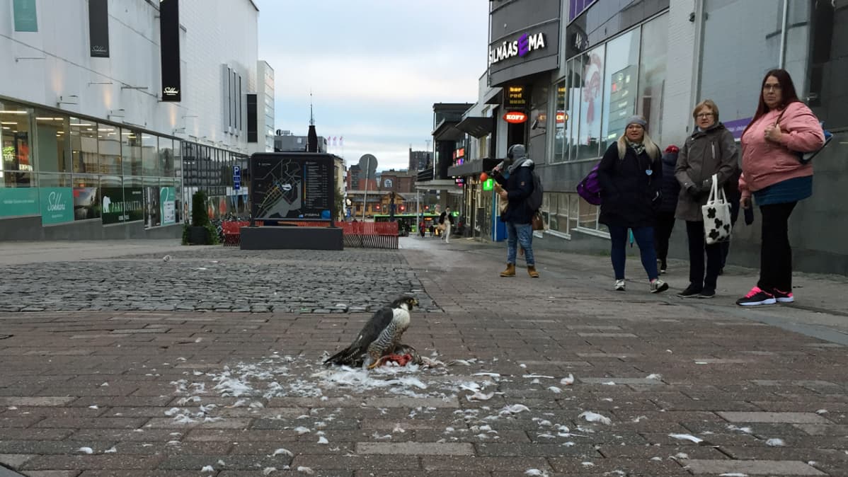 Muuttohaukka kävelykadulla Jyväskylässä.