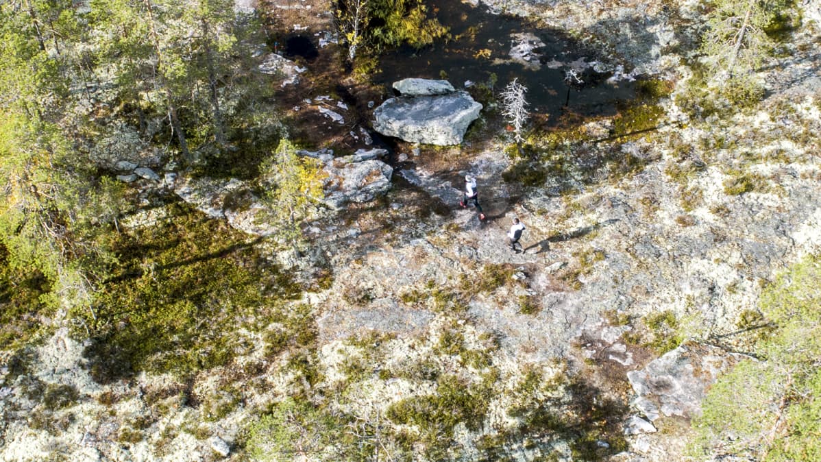 Metsässä juoksevat polkujuoksijat on kuvattu ilmasta.