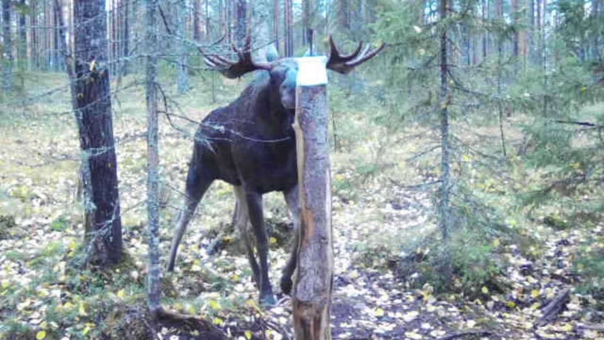 hirvi riistakamera