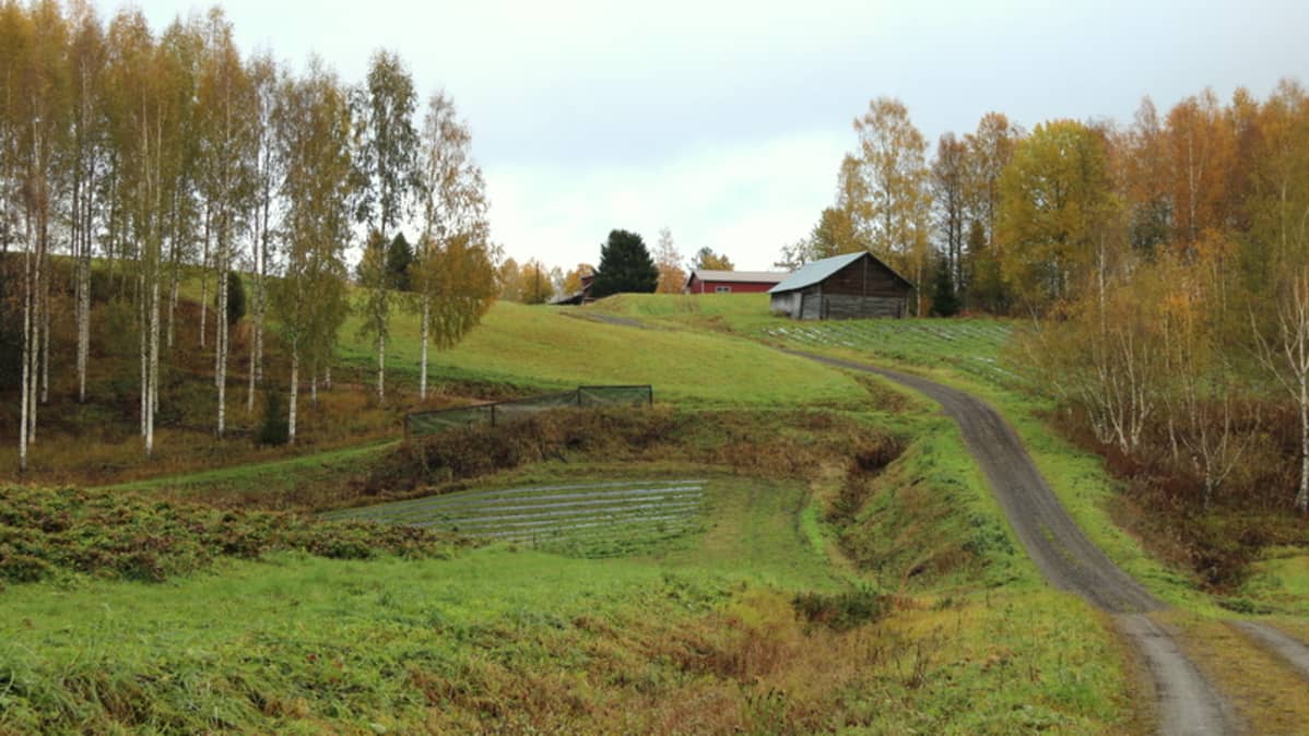 Syksyinen peltotie.