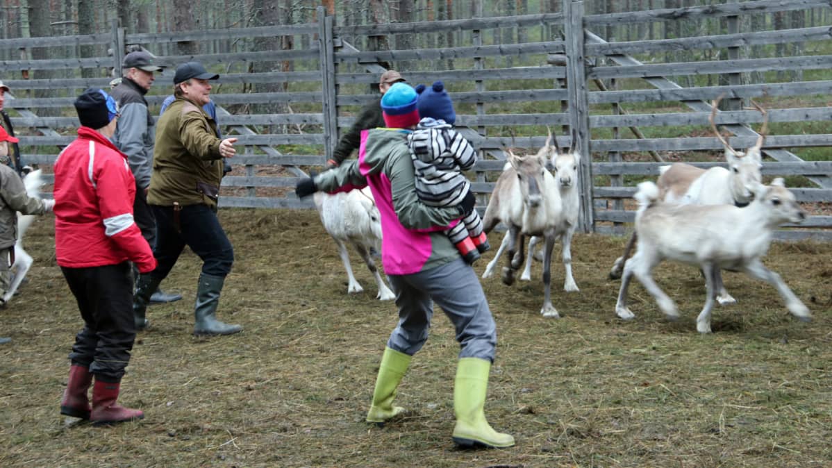 Porojen ajamista poroaidassa.