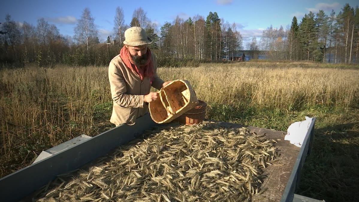 Ossi Kakko kaataa ruistähkiä peräkärryyn.