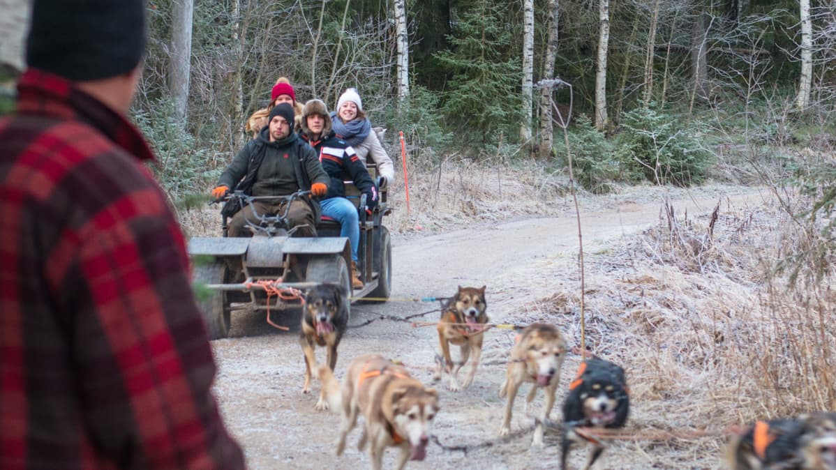 Aki Holckin vetokoirat antavat turisteille kunnon kyytiä. Lumettomuus ei haittaa sen paremmin kyytiläisiä kuin koiriakaan.