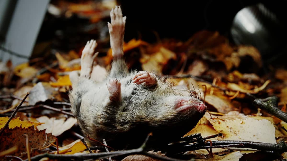 Rotat lisääntyvät ilmastonmuutoksen myötä Suomessa kesät talvet, mutta kukaan ei tiedä, kuinka paljon rottia kaupungeissa liikkuu. Pelkästään Helsingissä niitä arvellaan olevan sadasta tuhannesta puoleen miljoonaan.
