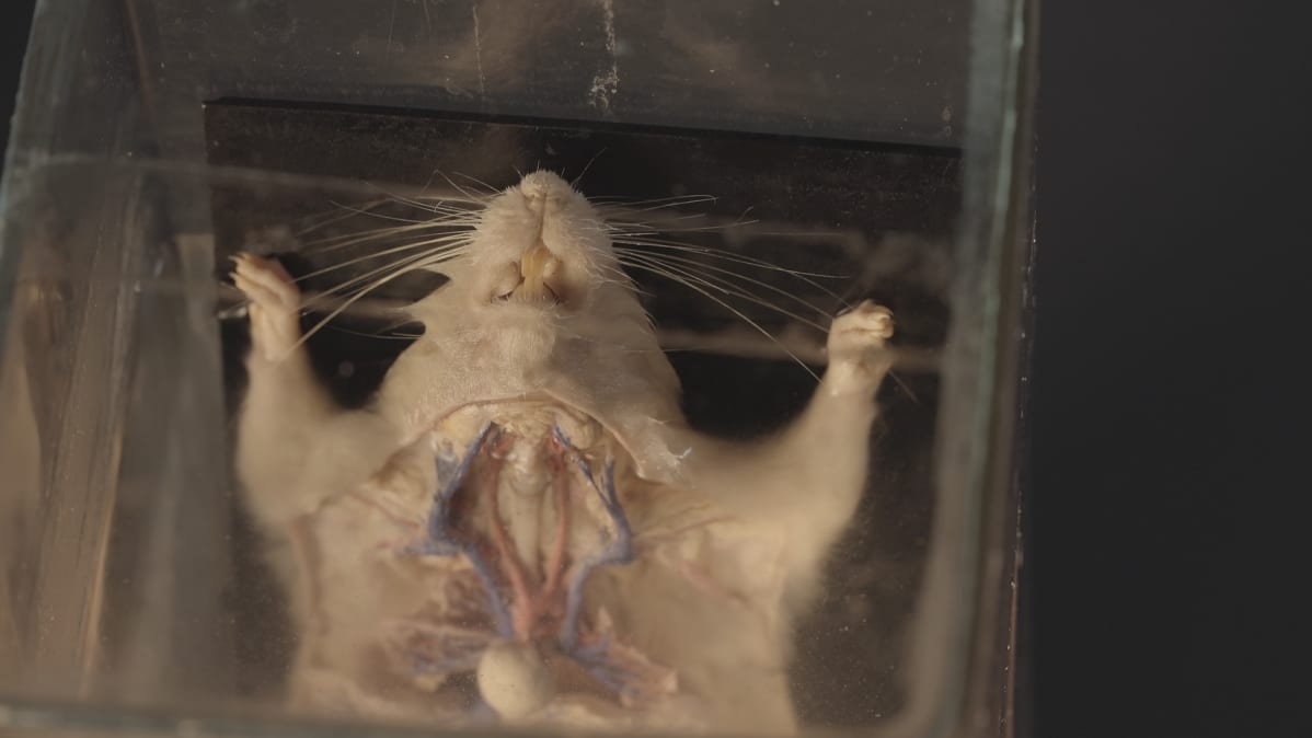 Laboratoriorotta