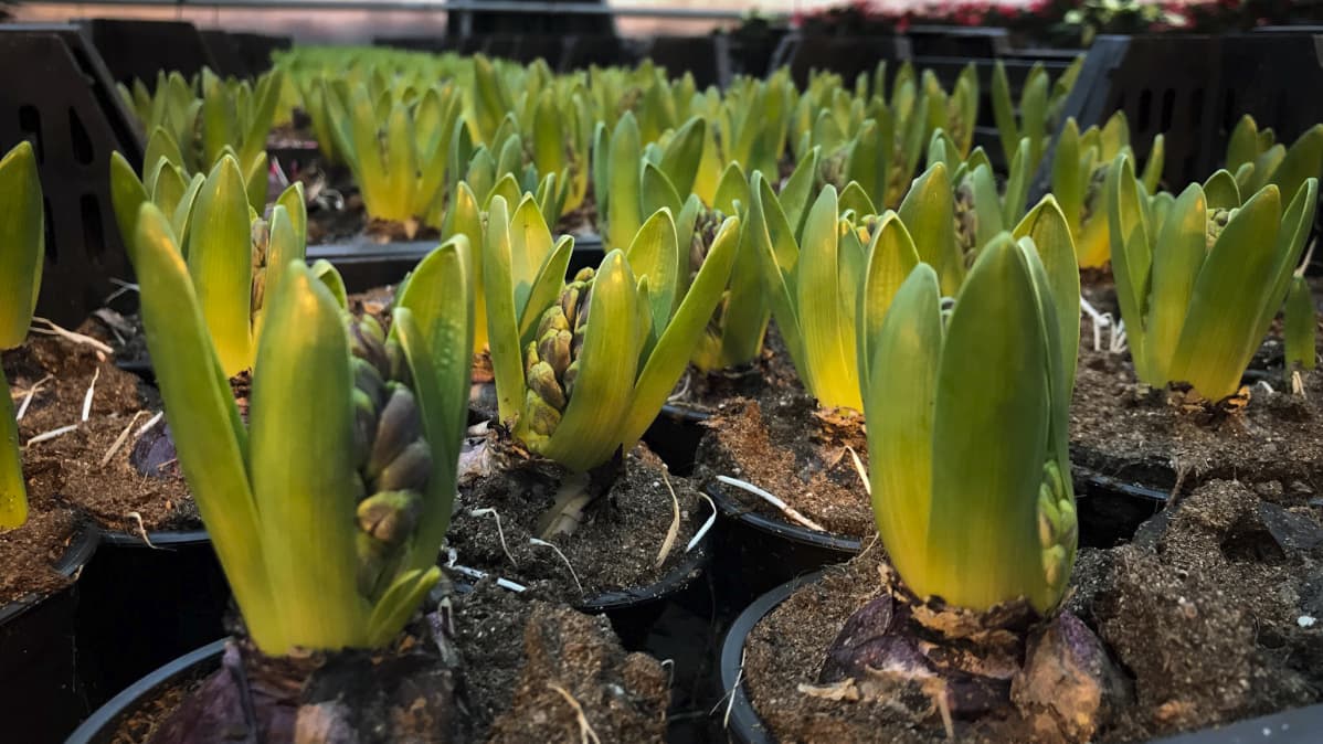 Hyasintti