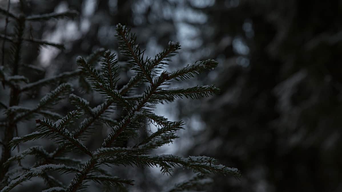 Havu talvisessa metsässä.