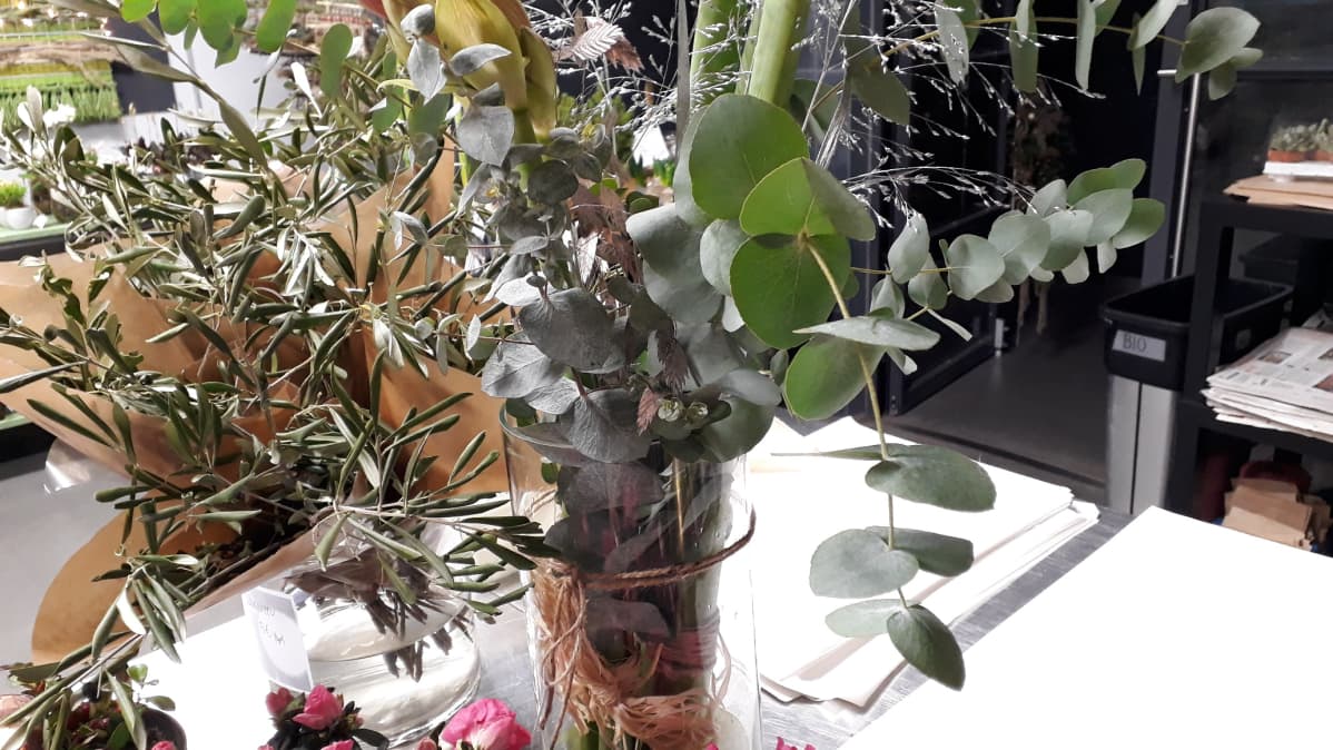 Eucalyptuksen oksia.