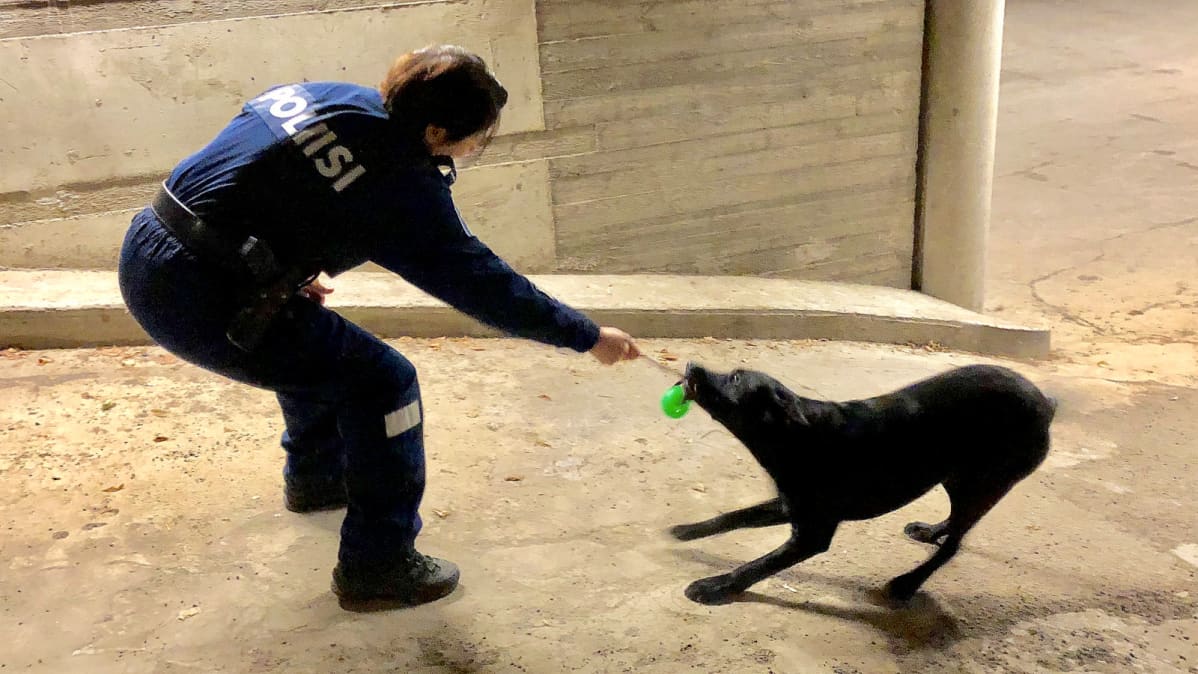 Onnistuneen suorituksen jälkeen koira palkitaan sille mieluisalla tavalla. Vanhempi konstaapeli Maarit Saren Lounais-Suomen poliisisista ja labradorinnoutaja Roope vetoleluleikissä.
