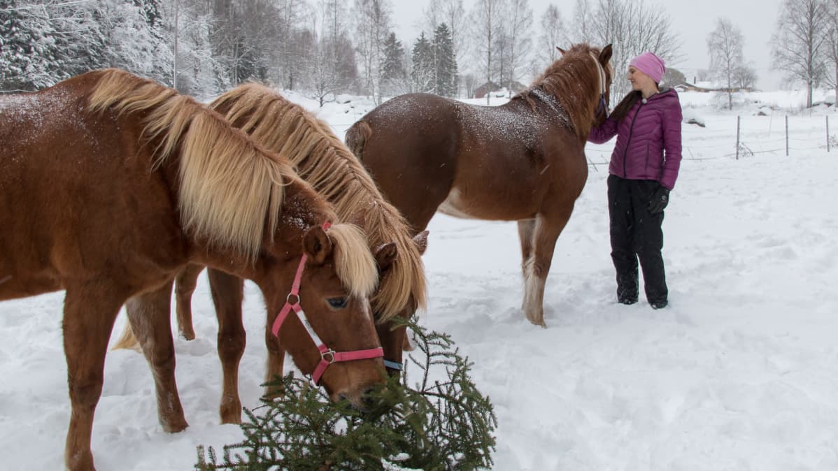 hevosyrittäjä Anna Mennola ja joulukuusta syövät hevoset