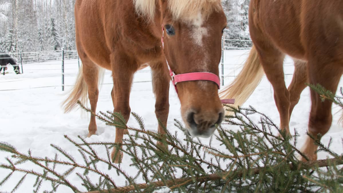 Hevonen syö joulukuusta