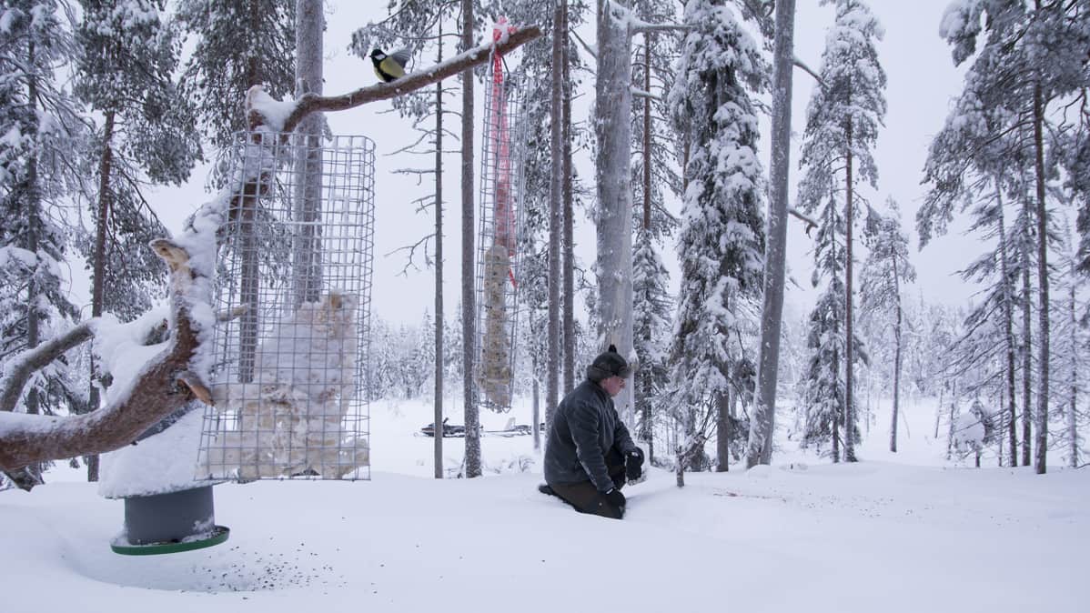 Mies on ruokkimassa lintuja lumisessa metsässä.